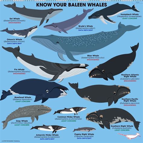 Baleen Whales: Largest Mysticeti Whales with Baleen Plates