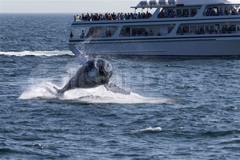 Whale watching. | Stock image | Colourbox