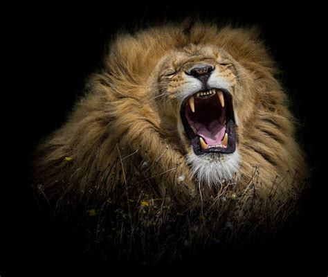 Male Lion Roaring Face