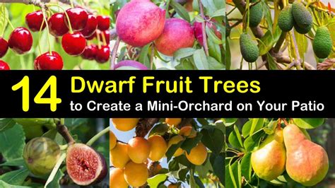 14 Dwarf Fruit Trees to Create a Mini-Orchard on Your Patio