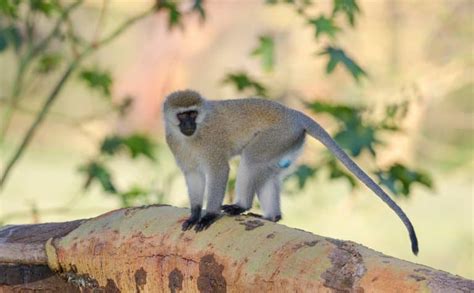 10 Surprising Vervet Monkey Facts - Fact Animal