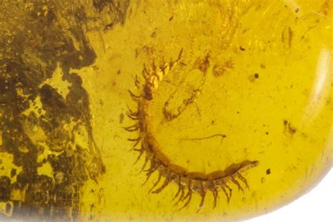 Cretaceous Fossil Centipede (Chilopoda) in Amber - Myanmar For Sale ...