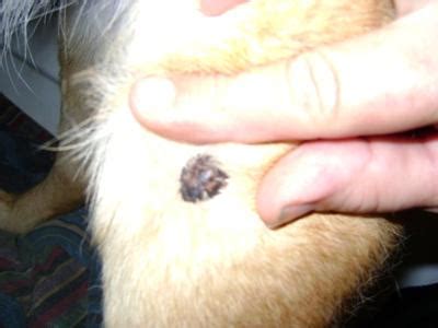 Black Mole or Wart on Dog's Leg