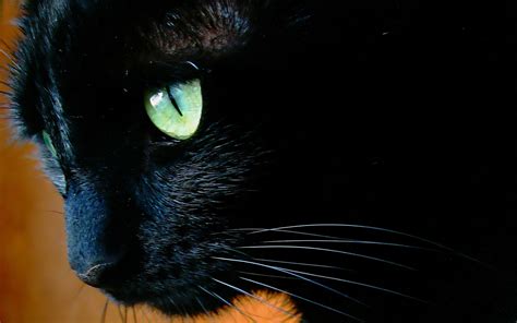 Black Cat Eyes Wallpaper - WallpaperSafari