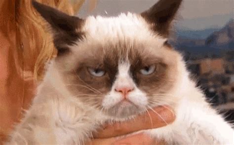 Grumpy Cat GIF - Find & Share on GIPHY