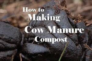 This is the simplest way to make cow manure compost, see it's results!