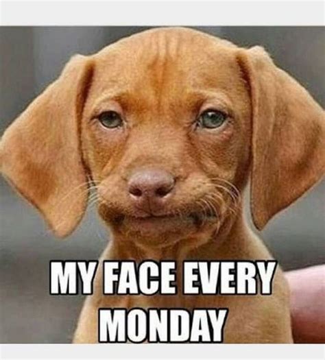 19 Mega Memes For Your Monday Cute Memes Funny Animal Pictures | Images ...