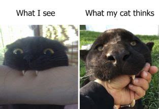 Top 15 Black Cat Memes That Are Terrifyingly Funny!