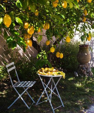 How to prune a lemon tree: tips on shaping your tree | Gardeningetc