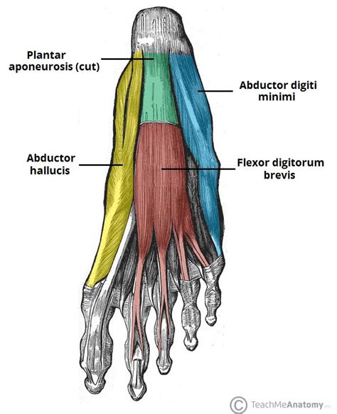 Muscles of the Foot - Dorsal - Plantar - TeachMeAnatomy