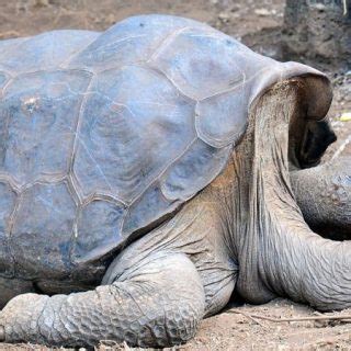 Pinta Island Tortoise Facts and Pictures