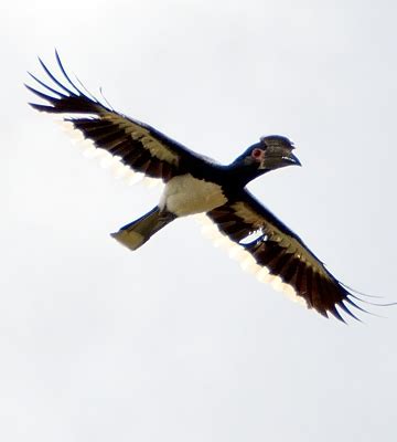 Trumpeter Hornbill