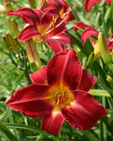 Daylily Varieties | Daylily Photos | HGTV