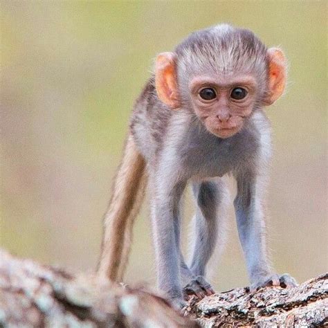 Baby vervet monkey Vervet Monkey, Primates, Apes, Beautiful Creatures ...