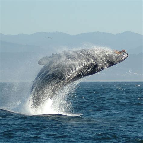 gray-whale-breaching | Malibu Beach Inn Hotel Blog