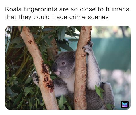 Koala fingerprints are so close to humans that they could trace crime ...