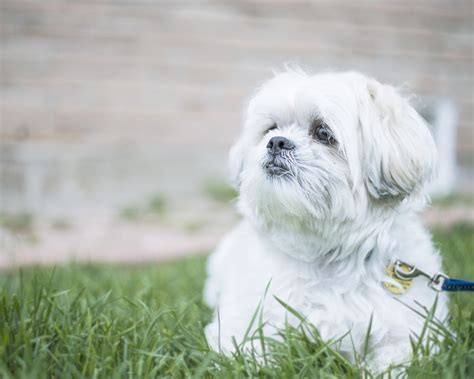 Black And White Maltese Shih Tzu