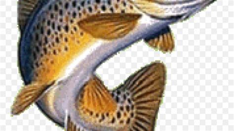 Brown Trout Rainbow Trout Clip Art Brook Trout, PNG, 980x550px, Brown ...