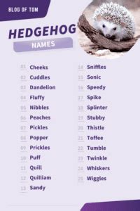 387+ Hedgehog Names (Cute, Funny & BEST Ideas In 2024)