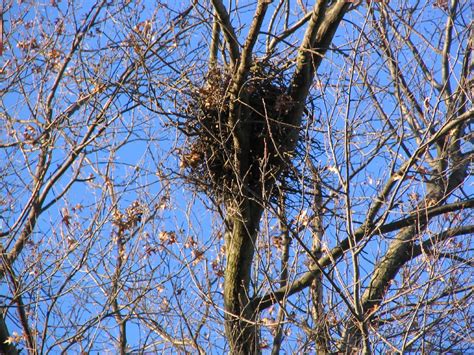 At Home in the Treetops: Spotting Squirrel Nests in the Fall - Outdoorosity