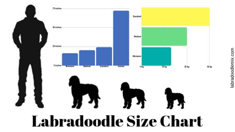 How Big do Labradoodles Get? Ultimate Labradoodle Size Guide ...