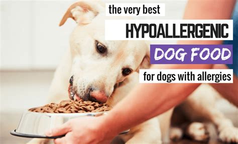 7 Best Hypoallergenic Dog Foods + What to Feed a Dog With Allergies