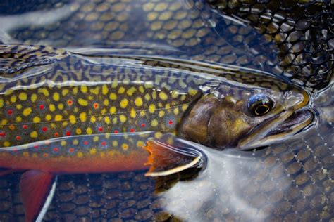 Brook Trout vs. Brown Trout: A Simple Guide