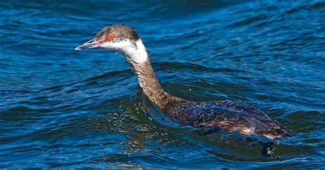 NJ Bird Photos: Birds of New Jersey: Horned Grebe in Winter Plumage ...