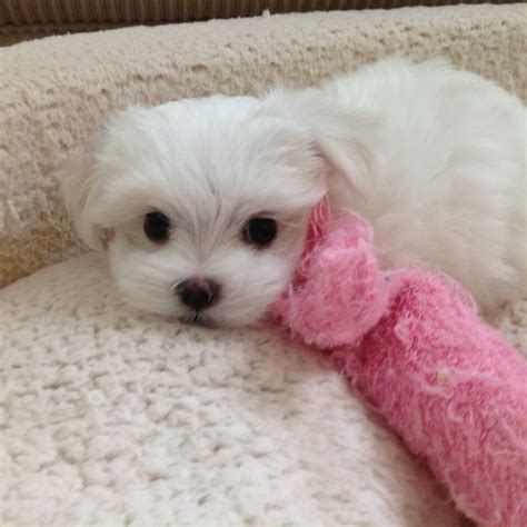 Maltese Puppies – Maltese’s by Modica