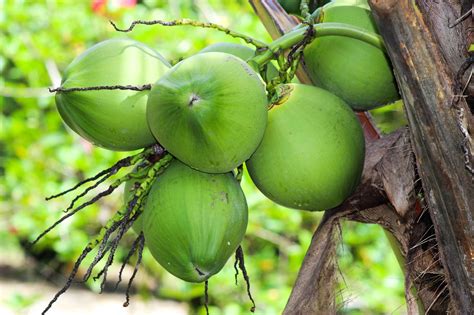 Coconut Tree Green Exotic - Free photo on Pixabay - Pixabay