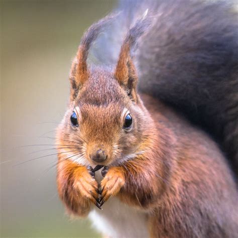 We may have lost red squirrel nests, says forestry agency - Charles ...