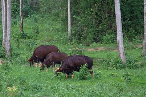 Premium Photo | Gaur in the nature habitat in thailand