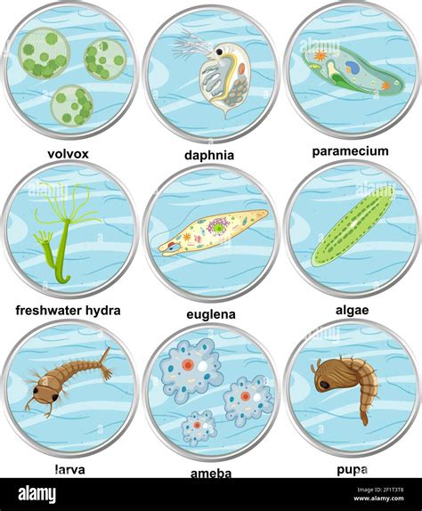 Unicellular Cells Examples