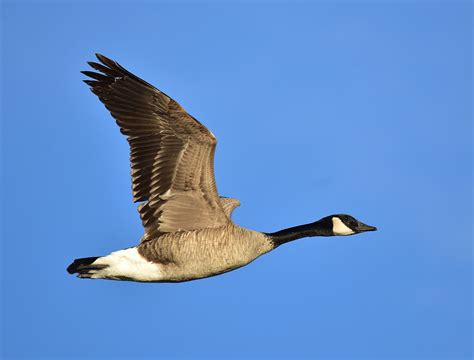 Canada goose - Wikipedia