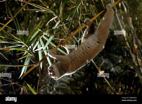 Wild slow loris in natural habitat, photographed in a controlled ...