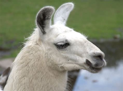 Animal Is The Lama Stock Image - Image: 3414461