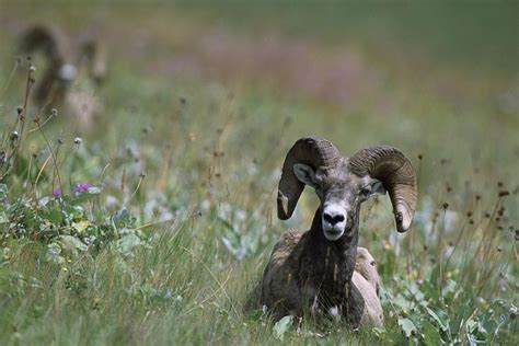 5+ Free Ovis Canadensis & Ram Images - Pixabay