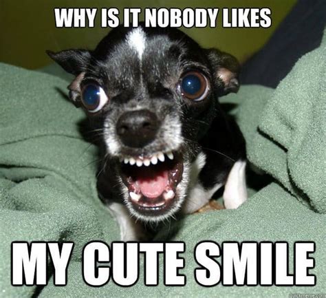 101 Smile Memes to Make Your Day Even Brighter