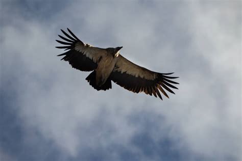 Himalayan Griffon Vulture Photos Stock Photos, Pictures & Royalty-Free ...