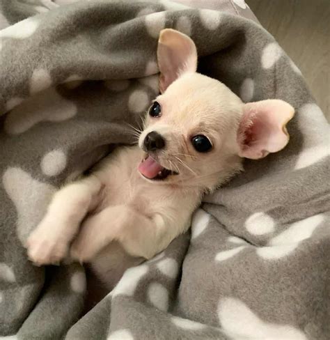 Teacup Chihuahua: 15 Things You Need to Know About