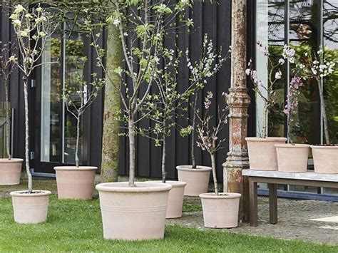 Best Evergreen Trees For Patio Pots - Patio Ideas