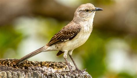 Fun Northern Mockingbird Facts For Kids | Kidadl