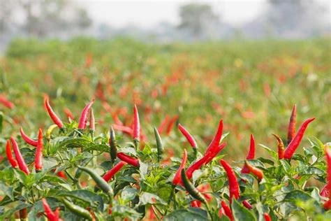 Growing Hot Peppers – How To Grow Chili Peppers At Home