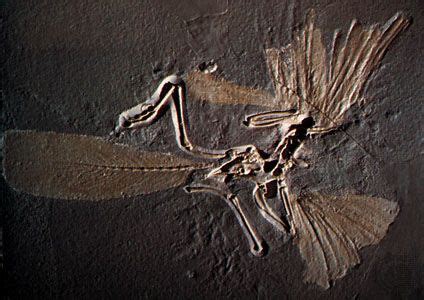 Prehistoric Bird Fossils