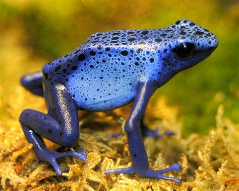 Amazing Poison dart frog - Poison frog Facts, Photos, Information ...