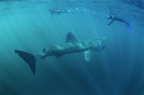 Basking Shark - Facts and Beyond | Biology Dictionary