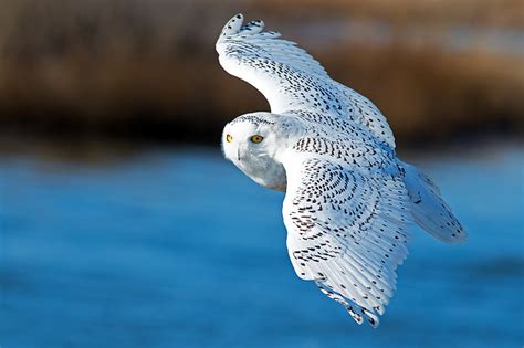 HD wallpaper: white and gray owl, bird, wings, flight, snowy owl, white ...