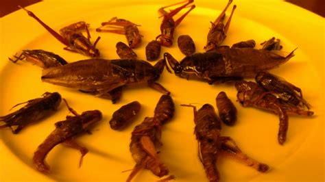 From The Bachelor's Kitchen: Fried Bugs in Bangkok