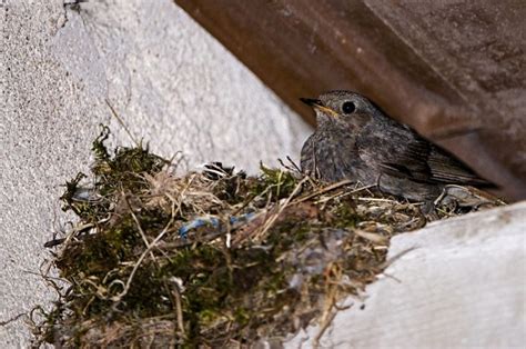 How to Handle Bird Mites - Critter Culture