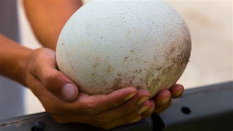 How Ostrich Eggs Differ In Nutrition From Chicken Eggs